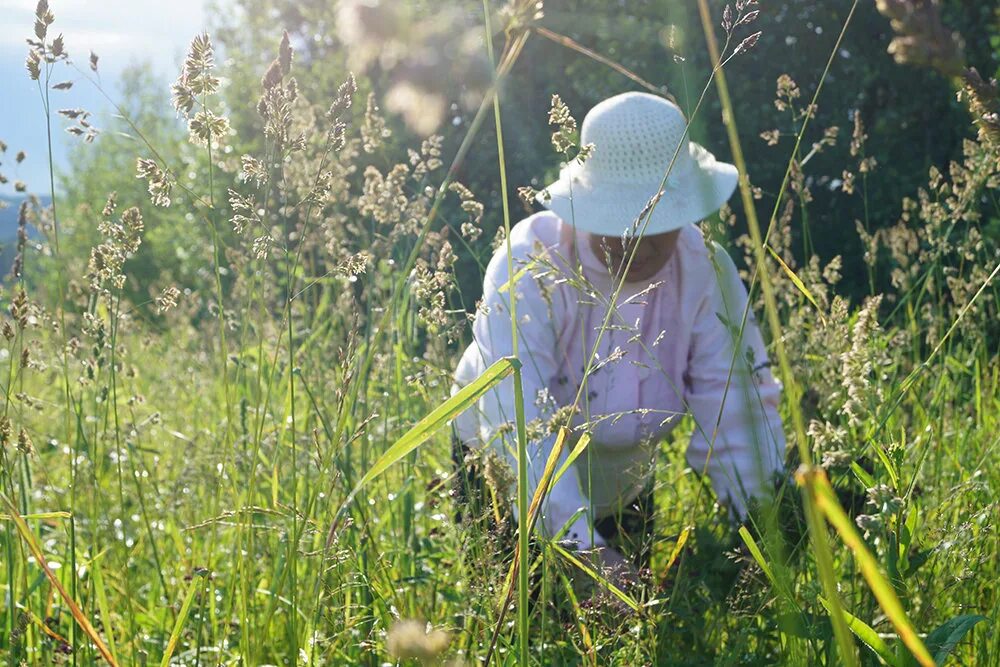 Ароматные травы. Сборы лекарственных растений. Сбор лекарственных растений. Сбор лекарственных растений в лесу. Сбор лекарственных растений.