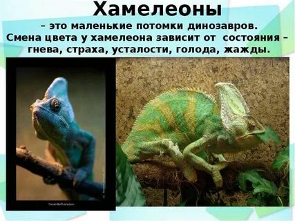 Хамелеон информация
