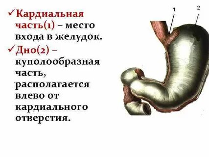 Отверстия желудка какие