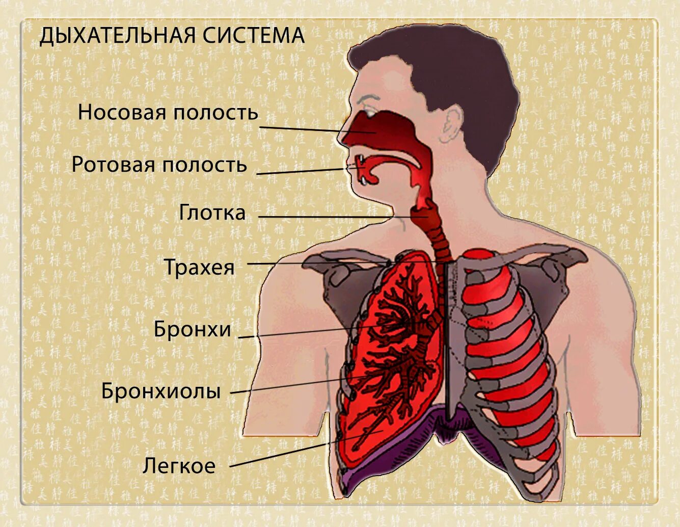 Патологии дыхательных путей. Заболевания дыхательных путей. Заболевания верхних дыхательных путей. Болезни верхних и нижних дыхательных путей.