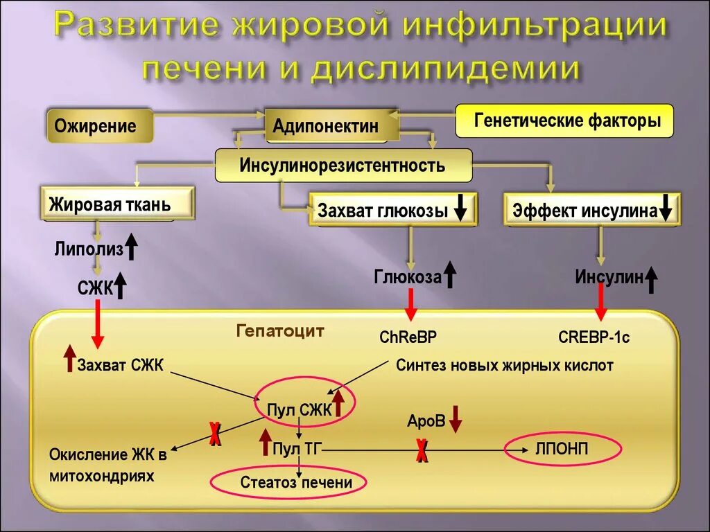 Какие вещества в печени