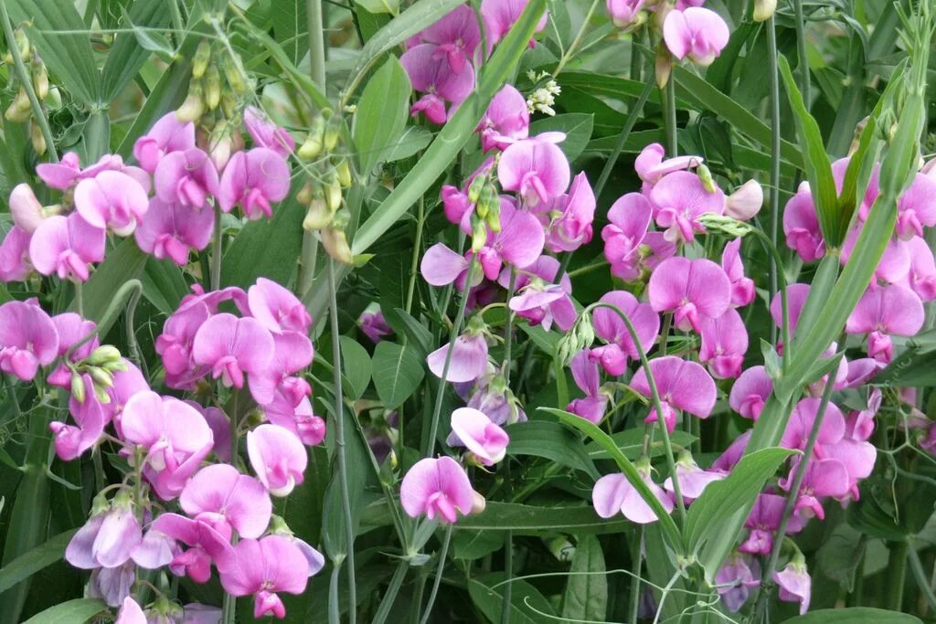 Чина многолетняя. Душистый горошек (Lathyrus odoratus). Чина душистый горошек многолетний. Горошек многолетний (чина посевная декоративная). Латирус латифолиус.