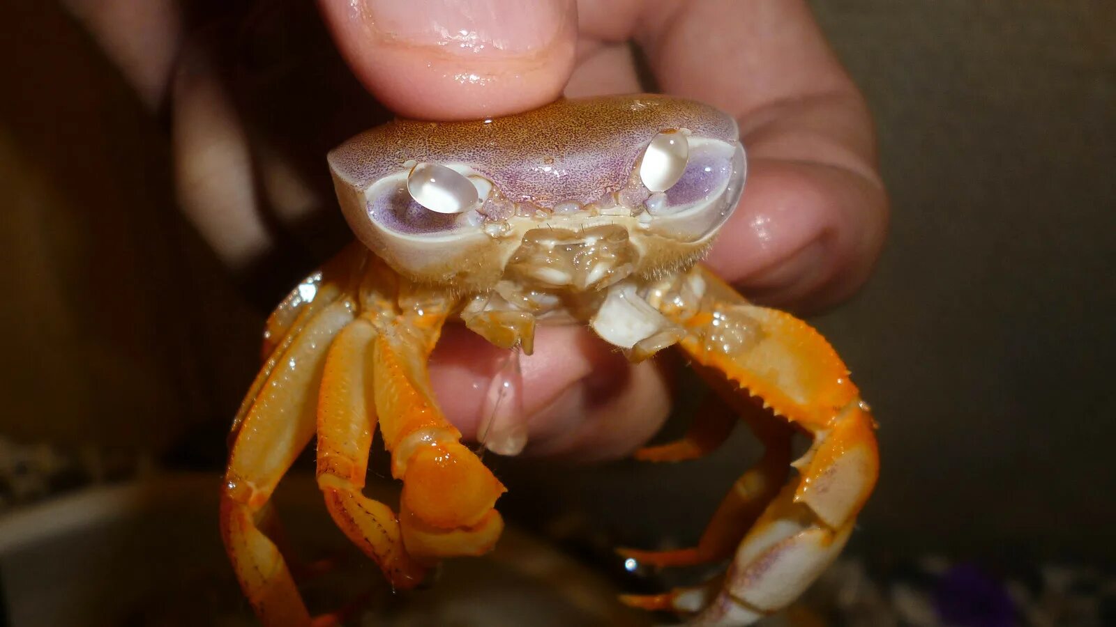 Cardisoma armatum. Линька краба. Панцирь краба. Приморский океанариум краб. Краб после линьки.