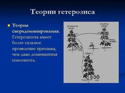 Как получают гетерозисные семена