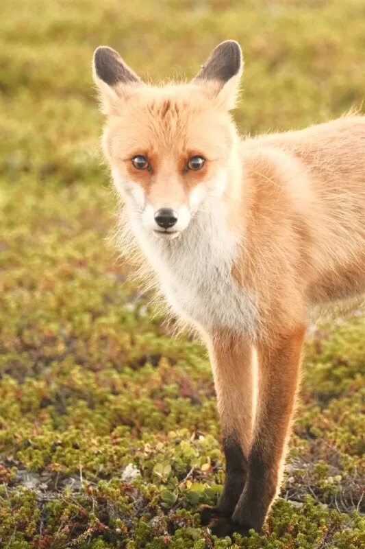 Тундровая лисица. Лисица в тундре. Лиса картинка. Северная лиса. Тундровая лиса.