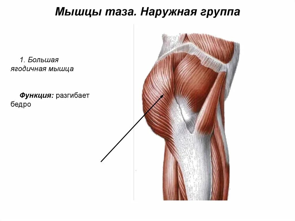Напряженные мышцы ягодиц. Напряженные мышцы ягодиц. Большая ягодичная мышца таза. Как накачать среднюю ягодичную мышцу. Средняя ягодичная мышца упражнения.