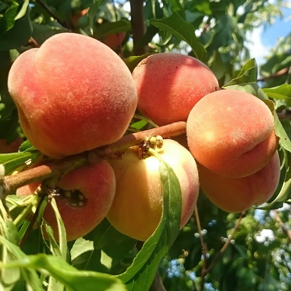 Персик золотая москва фото
