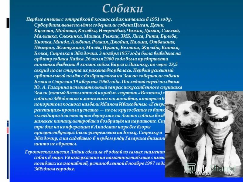 В каком году полетели собаки в космос. Первые животные в космосе. Первые собаки в космосе. Клички первых собак полетевших в космос. Собаки летали в космос.