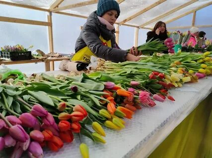 Тюльпаны кострома