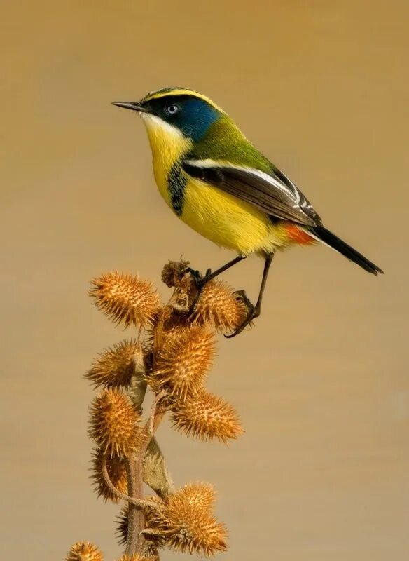 Птица дрозд пересмешник. Вьюнковые птицы. Птицы джунглей. Вьюнок птица. Юрок дальнего востока.