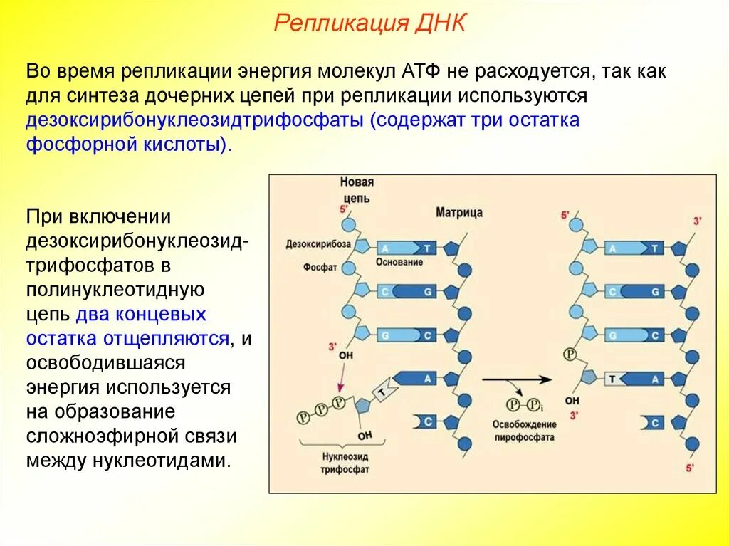 Репликация схема с нуклеотидами. Репликация нуклеиновых кислот. Строение и репликация ДНК. Синтез дочерних цепей ДНК. Репликация в биологии