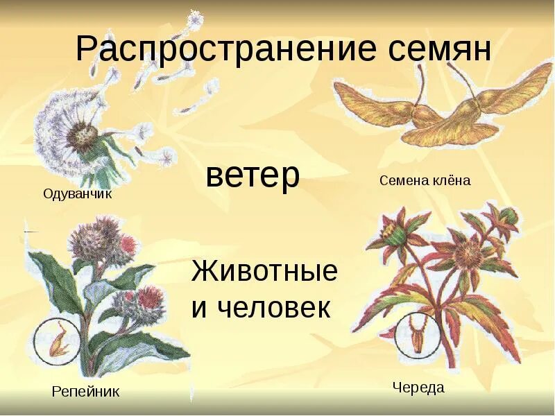 Тип опыления клена