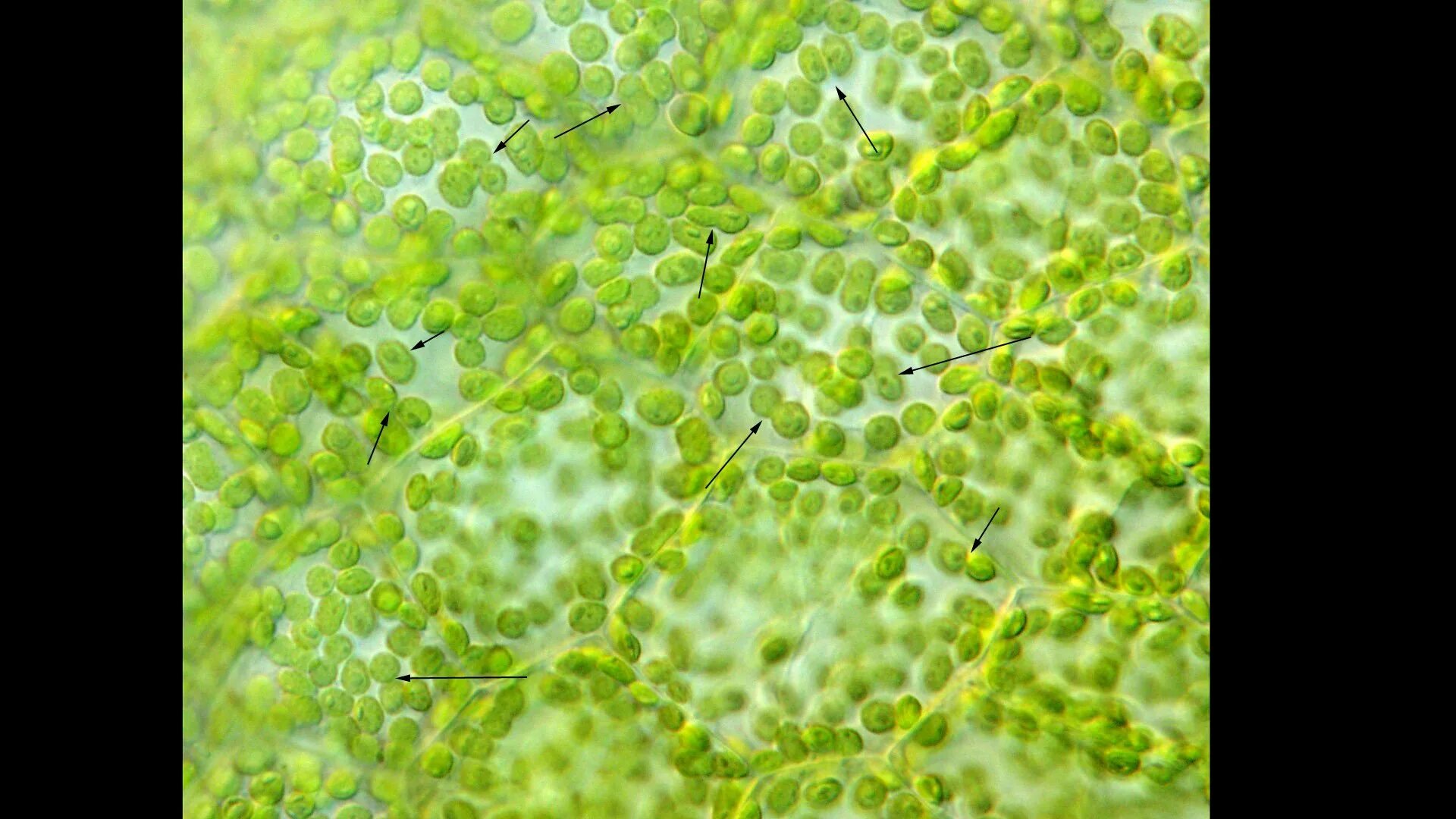 Хлорофилл в жизни растения. Цианобактерии хлорофилл. Хлорофилл в растениях. Хлорофилл пигмент хлоропластов. Хлорофилл зеленый пигмент.