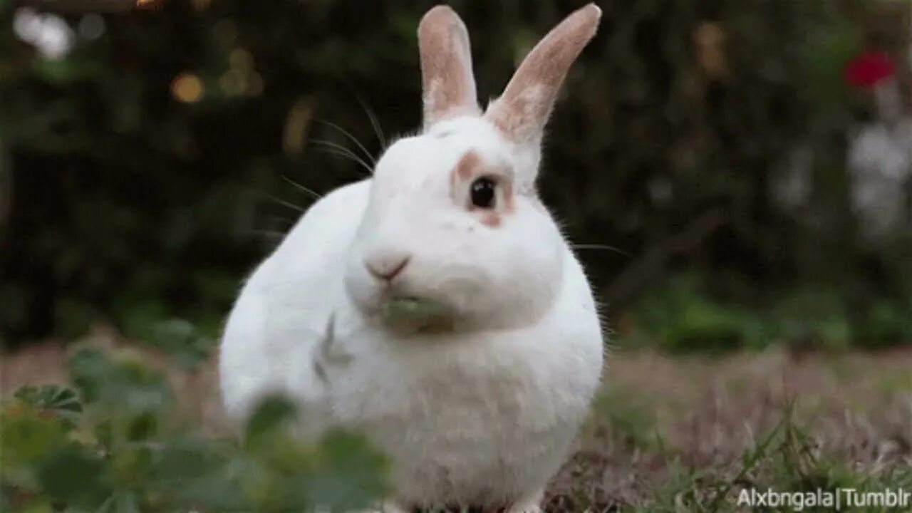 Кролик gif. Кролики гифки. Кролик жует. Заяц гифка. Rabbit gif