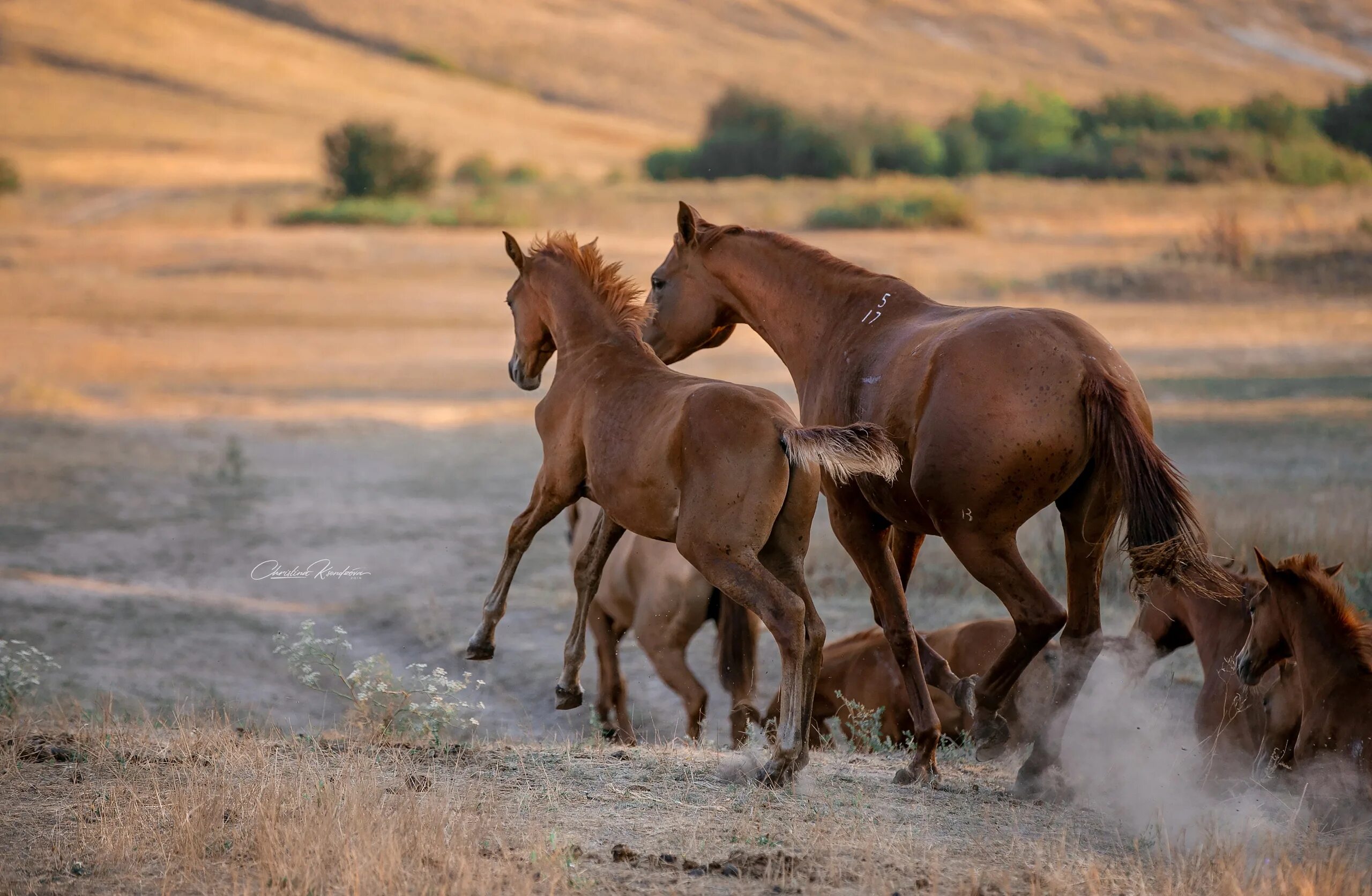 Лошади на водопое. Красивые пазлы. Животные на водопое. На водопой пригнали 220. 1601.