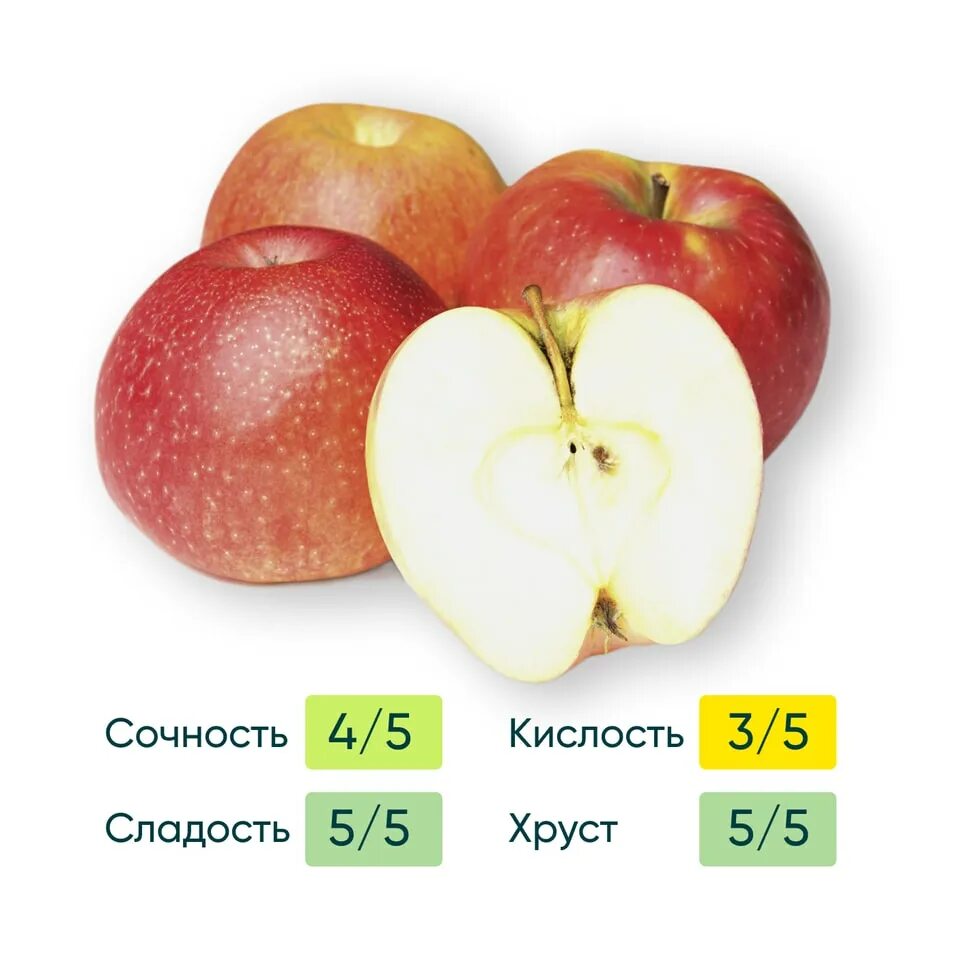Яблоня медовый хруст отзывы описание сорта. Яблоня медовый хруст отзывы описание сорта