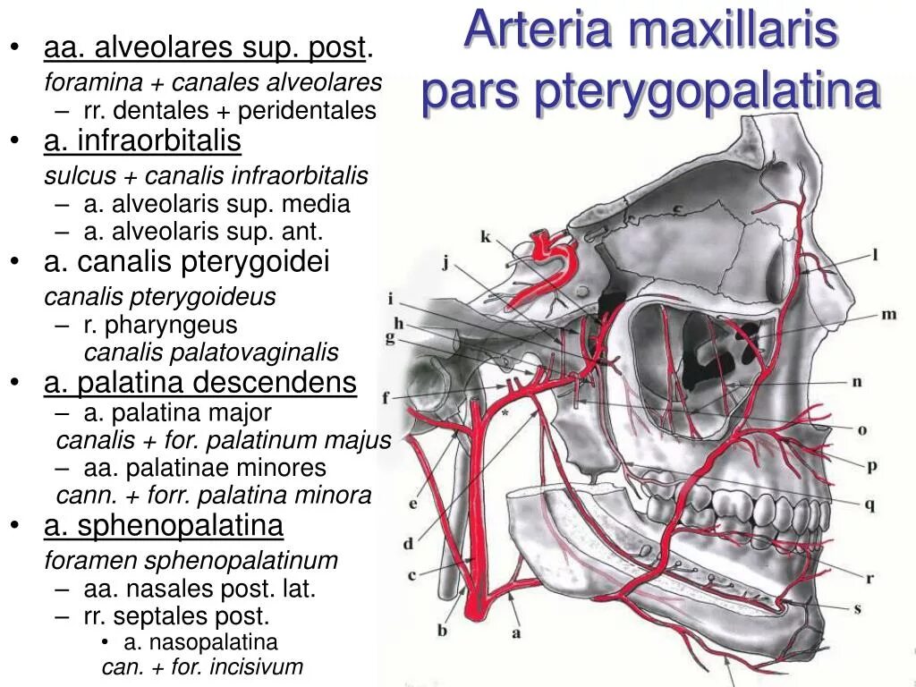 A maxillaris. Ветви a maxillaris схема. Отделы артерии максилярис. Arteria maxillaris ветви. Что кровоснабжает arteria maxillaris?.