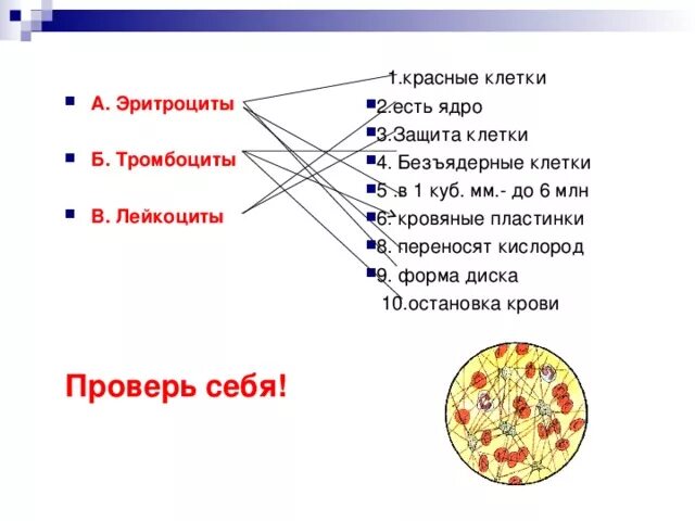 Строение ядра тромбоцитов. Безъядерные клетки тромбоциты лейкоциты. Безъядерные лейкоциты или эритроциты. Эритроциты и тромбоциты. Ядро имеет три ответа