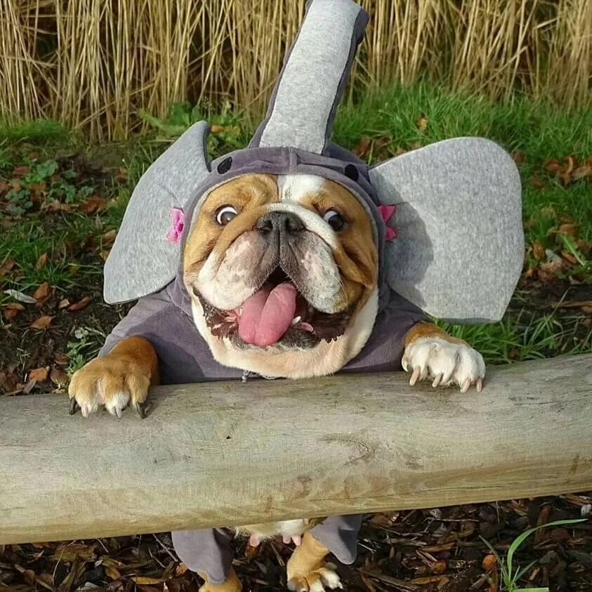 Смешные бульдоги фото