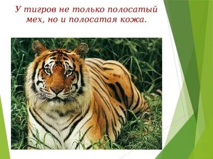 Потому тигр