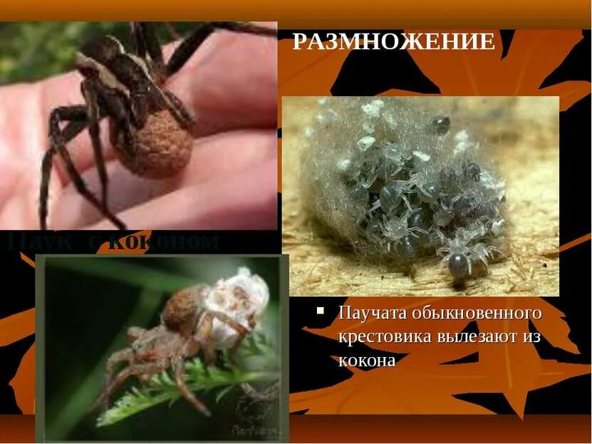 Размножение паукообразных. Паук крестовик размножение. Пауки раздельнополые животные. Размножение пауков Крестовиков.