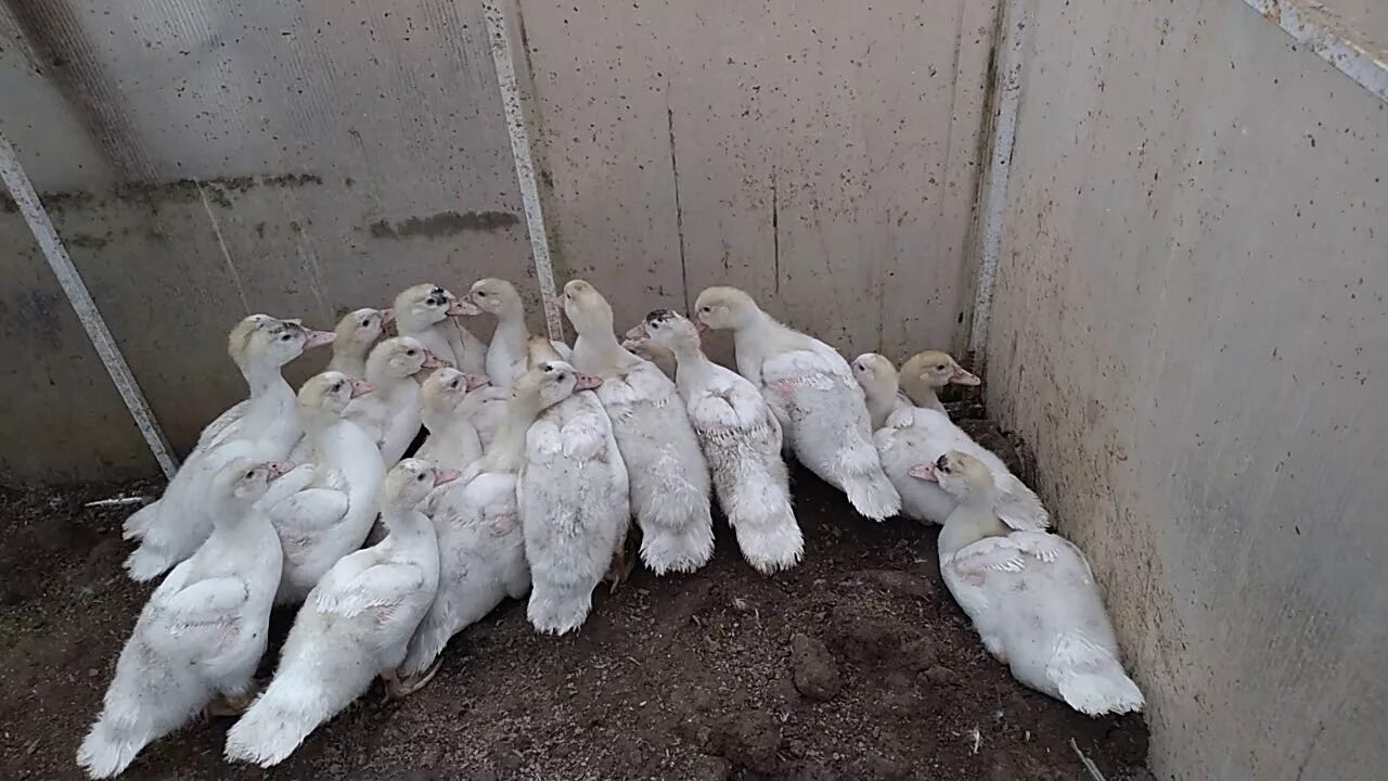 4 дня уткам