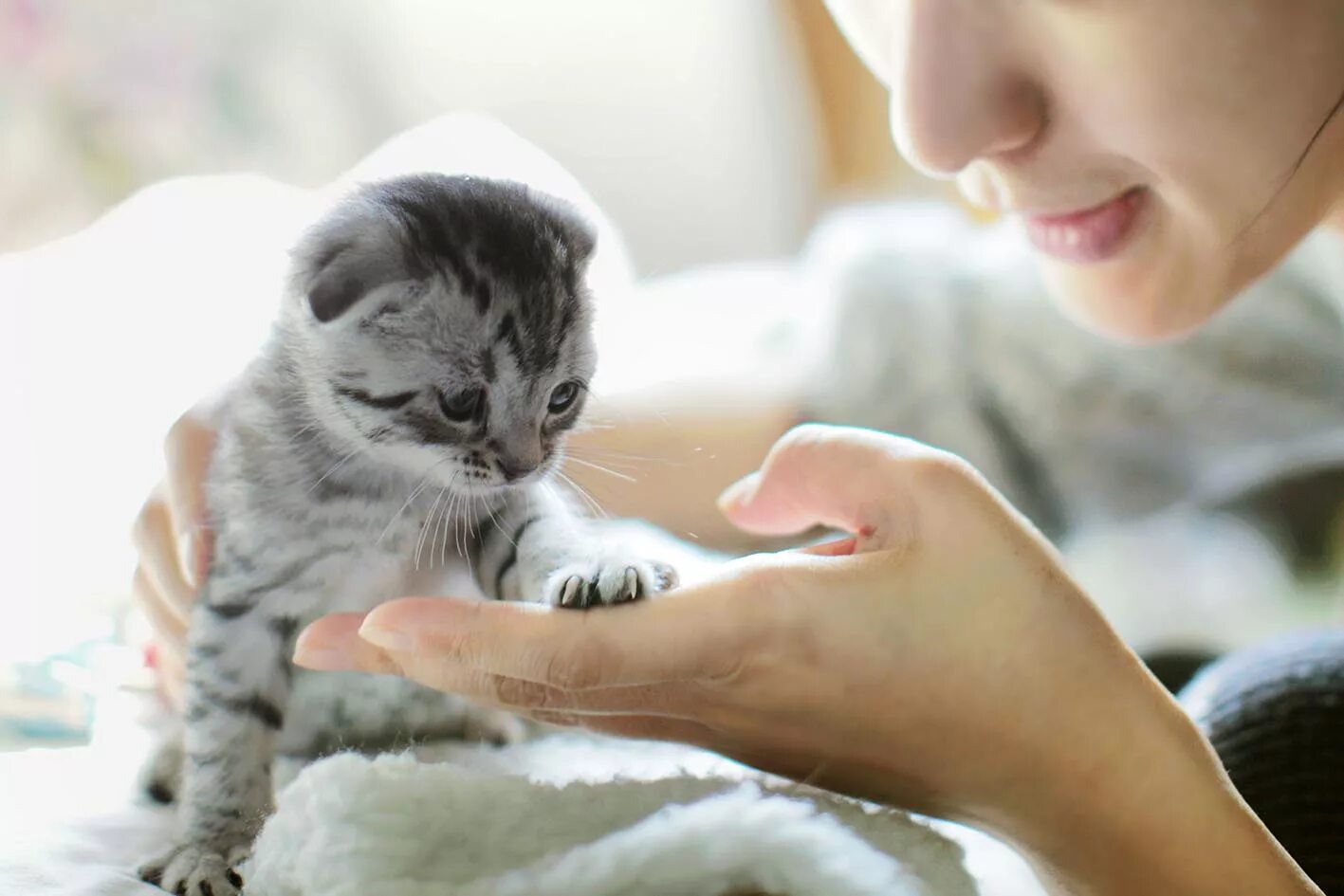 Когда день котят. Котенка гладят. забота о кошке. дом для котят. гладить кошку.