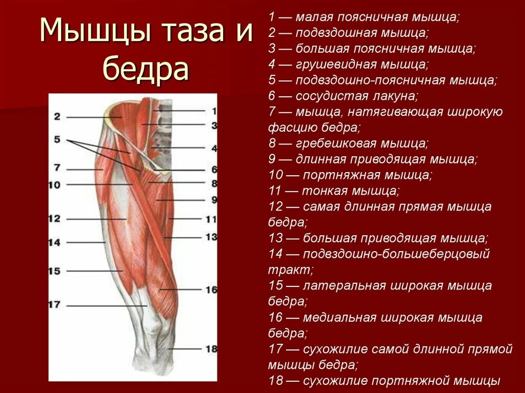 Мышцы в ляшках. Мышцы бедра вид спереди анатомия. Мышцы таза и бедра спереди. Мышцы бедра вид спереди поверхностный слой.