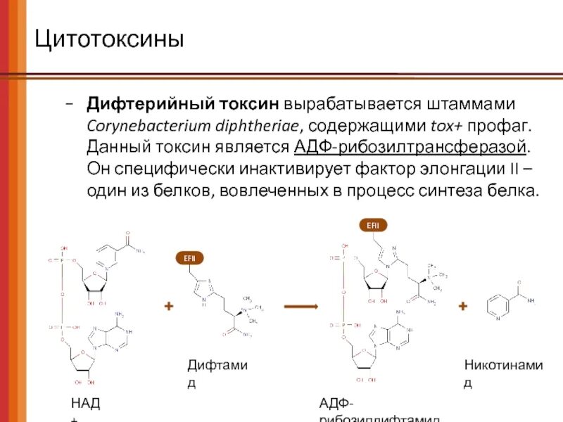 Экспрессия рецепторов это иммунология. Цитотоксин. Цитотоксины примеры. Цитотоксин. Цитотоксины бактерий.