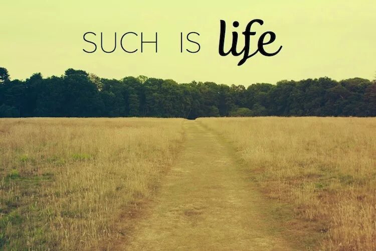 Ich such. Rank 1 such is life. life the life. such my life. such is.