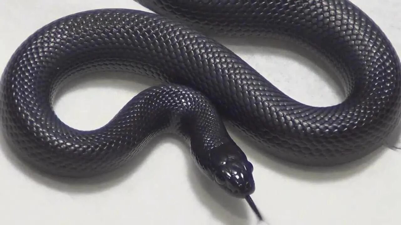 Черный змей что означает. Королевская змея нигрита. Королевская черная змея Nigrita. Королевская змея нигрита Изумрудная. Блейк Снейк чёрная змея.