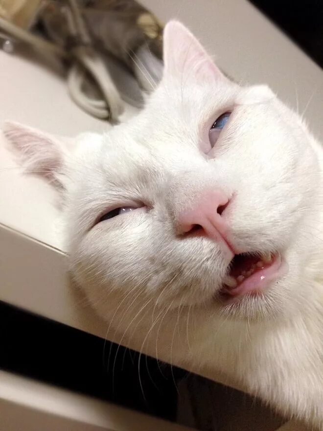 Белый кот прикол. Кот мем. смешной кот. коты мемы. сонный кот.