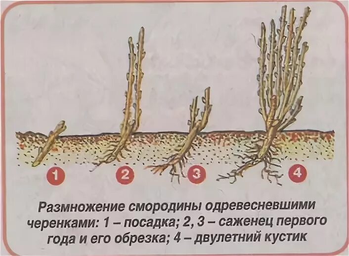 Когда можно сажать смородину весной. Размножение крыжовника черенками. Размножение смородины отводками. Укоренение веточки смородины весной. Посадка крыжовника черенками.