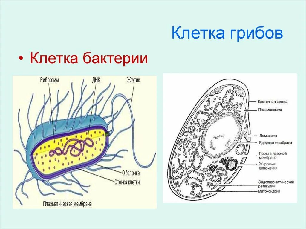 Клетки растительные животные бактериальные грибные. Строение клетки гриба и бактерии. Строение животной клетки грибной бактериальной. Строение бактериальной и грибной клетки 5. Зарисовать строение грибной бактериальной клетки.