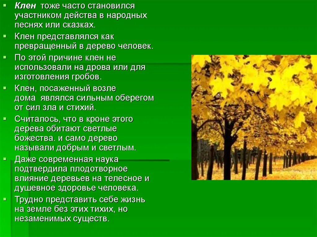 Рассказ о клене. Клен доклад. Сказка про клен. Дерево клен сказочный. Песня где дубы и клены