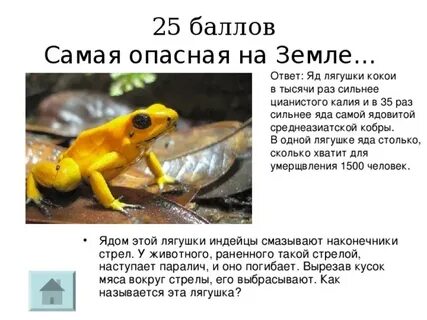Само само яд