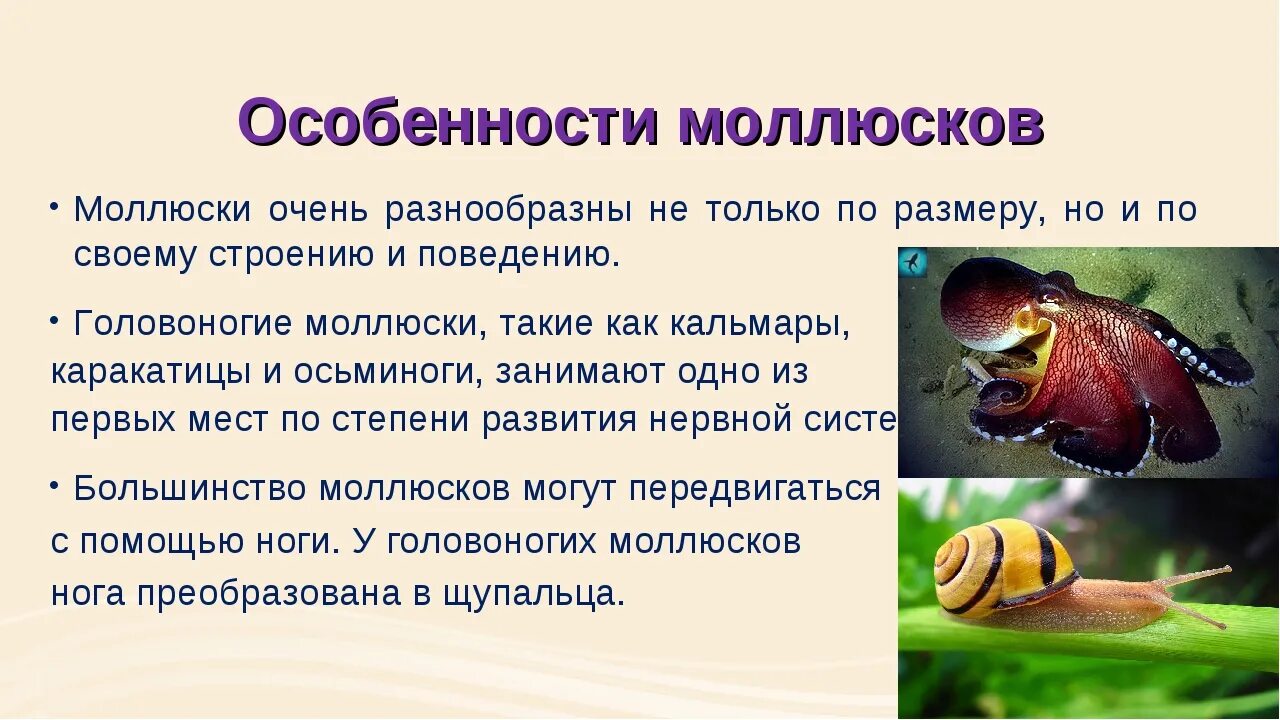 Характеристика типа моллюски 7 класс биология. Особенность брюхоногих моллюсков 7 класс биология. Особенности молюсок класса брюхо. Общая характеристика моллюсков 8 класс биология. Типы беспозвоночных моллюсков