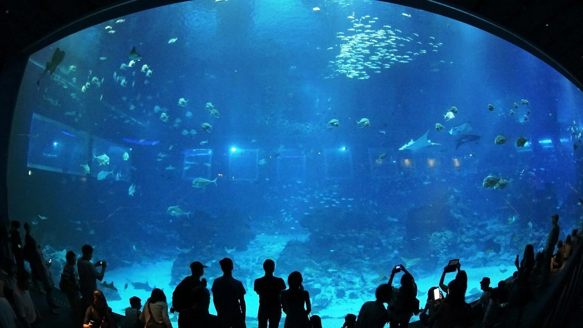 Концертный зал океанариум. Сингапур Сентоза океанариум. Marine Life Park, Сингапур. Океанариум в Сингапуре s.e.a. Aquarium. Океанариум Куала Лумпур.