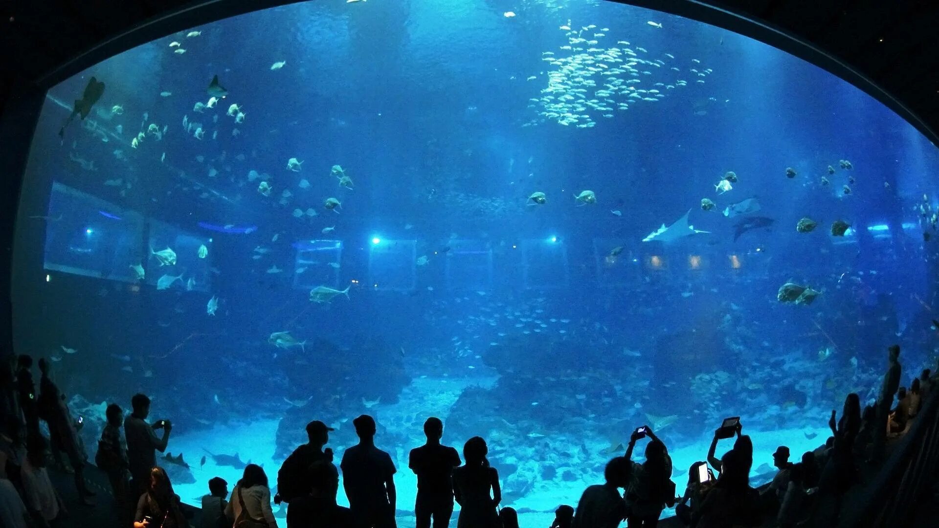 Океанариум зал. Сингапур Сентоза океанариум. Marine Life Park, Сингапур. Океанариум в Сингапуре s.e.a. Aquarium. Океанариум Куала Лумпур.