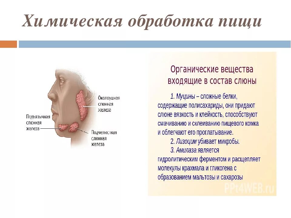 Обработка пищи слюной происходит в