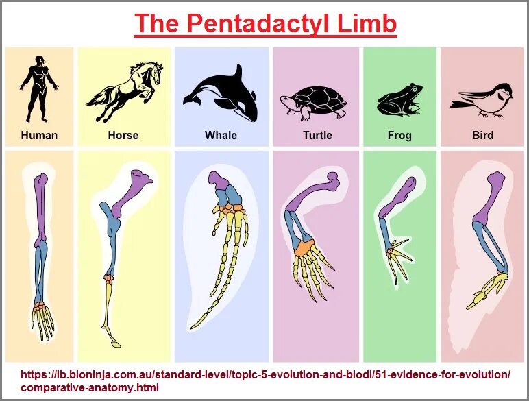 Появление в процессе эволюции пятипалых конечностей. Сравнительная анатомия. Строение конечностей млекопитающих. Сравнительная анатомия человека и животных. Разнообразие конечностей млекопитающих.