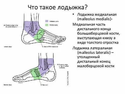 Где находится голеностоп ноги