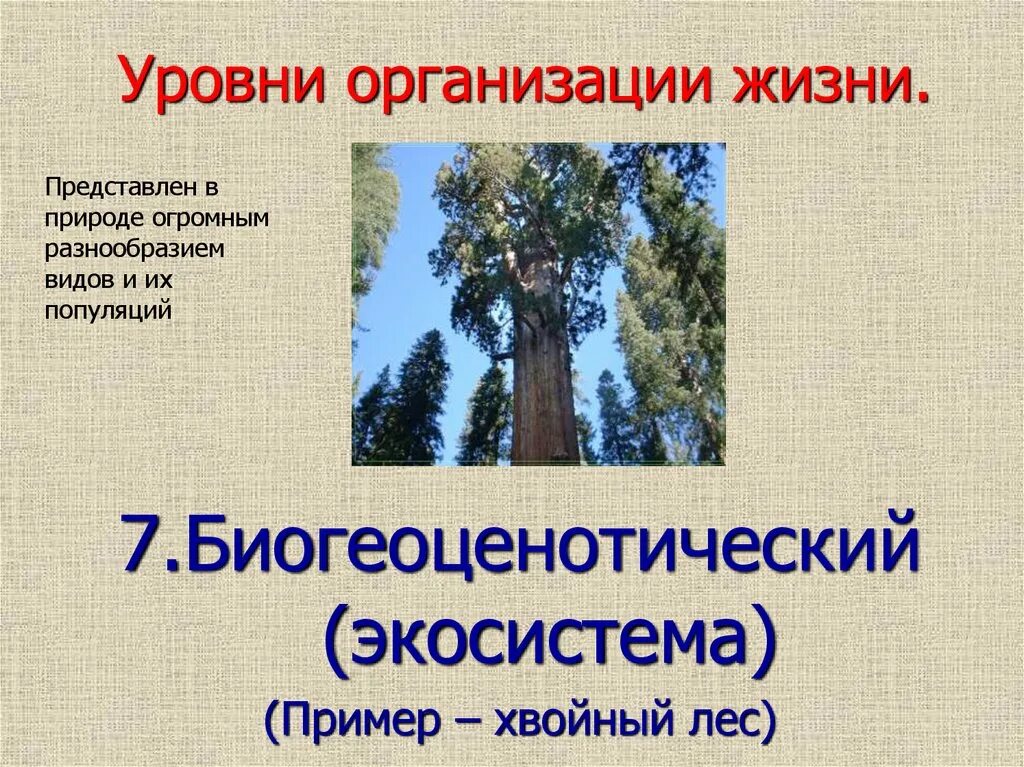 Уровни организации живой материи экосистемный уровень. Уровни организации живой природы биоценотический. Биогеоценотический экосистемный. Экосистемный уровень организации жизни. Экосистемный биогеоценотический.