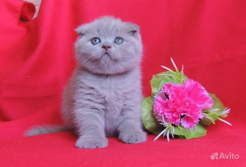 котята шотландские вислоухие лиловые. лиловые котята шотландские. шотландская вислоухая фавн. лиловый шотландский вислоухий. лиловый шотландский вислоухий кот.