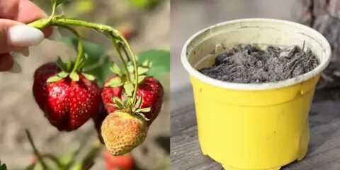 Осень клубника подкормка и уход