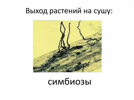 Выход растений на сушу приходится на эру