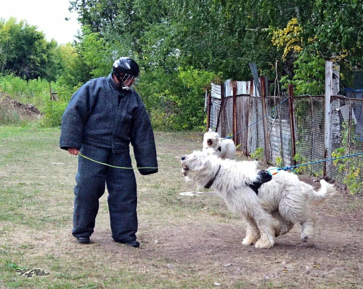 Питомник волжский. Собака сторожит дом. Собака охраняет щенков. Собака охраняет игрушку. Собака сторожит дос.