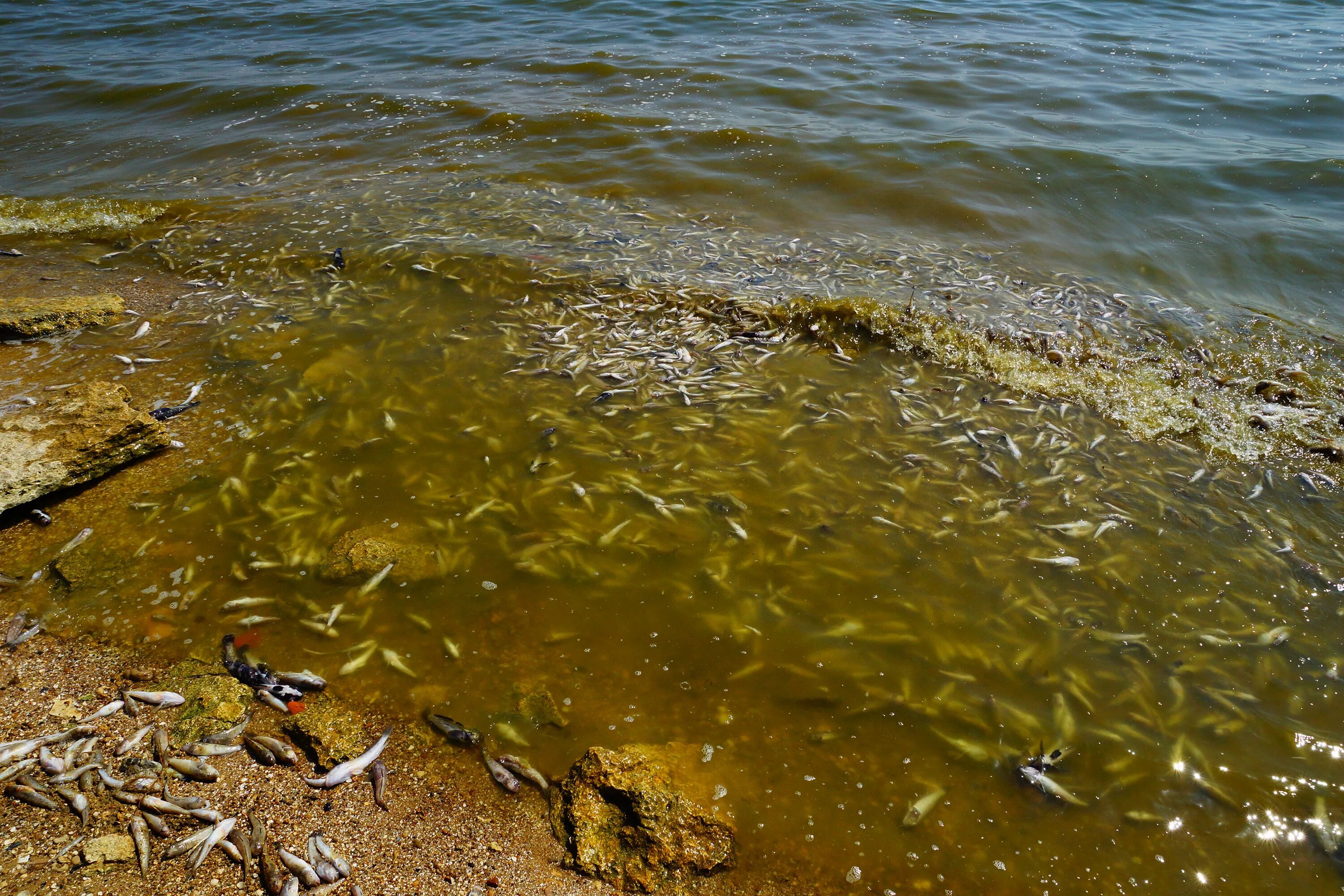 Загрязнение азовского моря. Загрязненное азовское море. Азовское море загрязнено. Лиманы азовского моря. Азовское море загрязненное отходами.