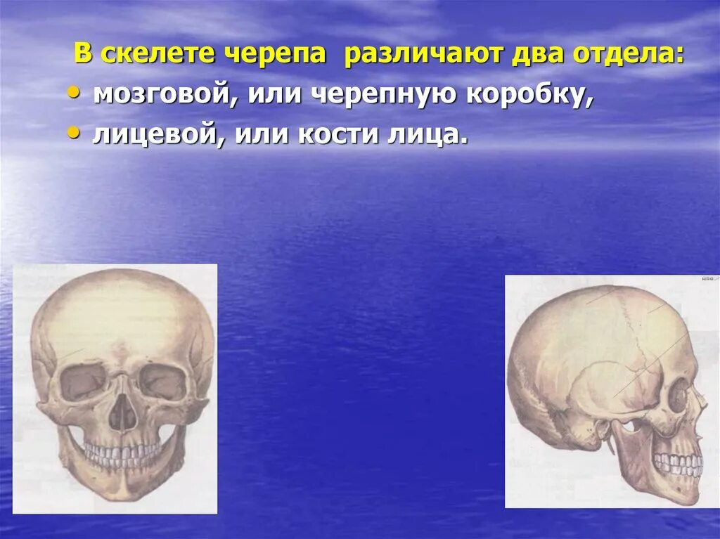 Термин череп. Мозговой отдел черепа. Скелет головы. Кости мозгового отдела черепа. Лицевой отдел черепа.