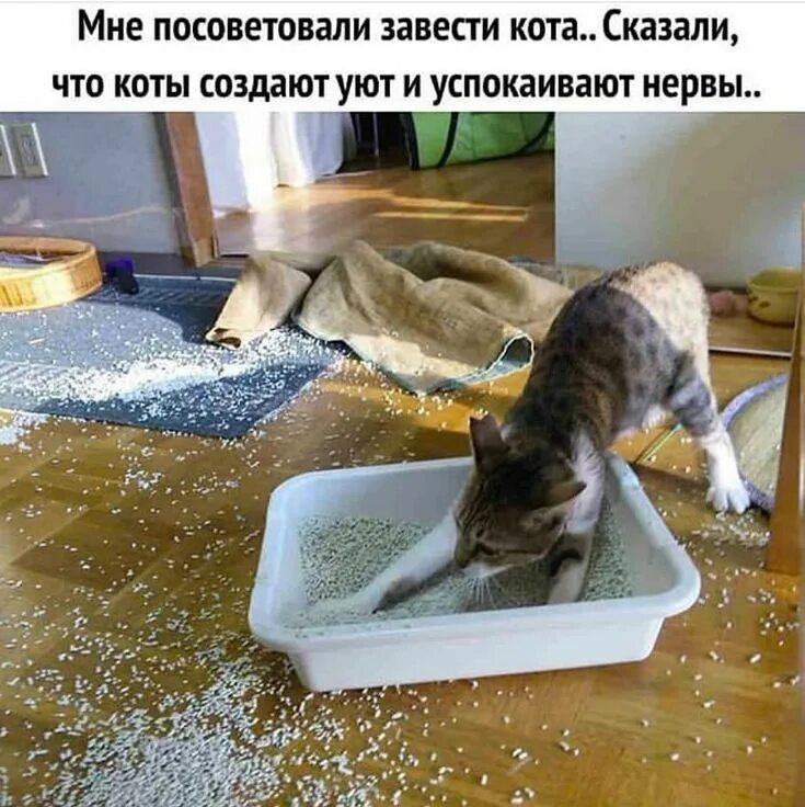 Прикол кот говорит. Кошки шкодят. лоток для кошек. кот в лотке. заведи кота говорили они коты создают уют говорили они.